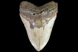 Fossil Megalodon Tooth - North Carolina #79915-2